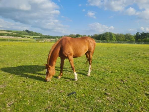 Image 1 of Priced to sell - sweet mare with great scope