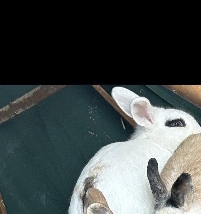 Preview of the first image of Rabbit for sale white and spotted.