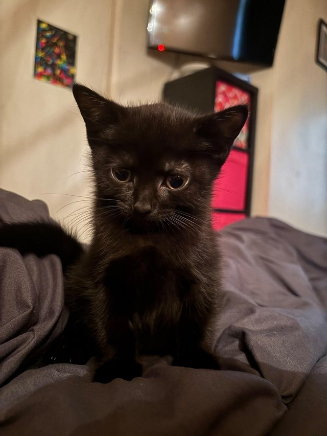 Kittens and mum for loving forever homes — photo 2 of 4