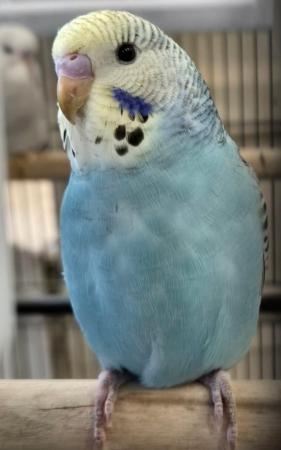 Image 1 of Beautiful Baby Budgies Available Now