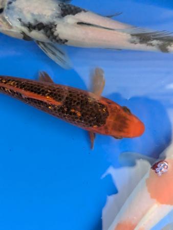 Image 2 of Japanese koi including butterfl available, prices from £30