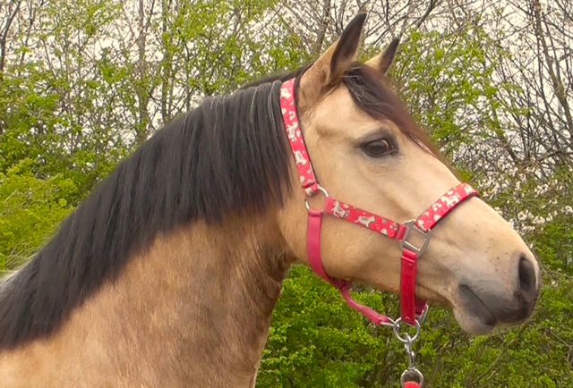 Image 5 of County Standard Buckskin Mare, 4 Whites Drastically reduced*