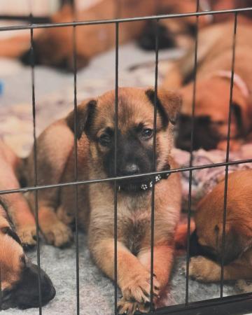 Image 7 of 8 beautiful Belgian Malinois puppies