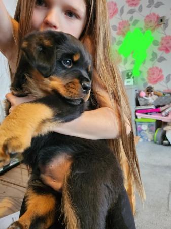 Image 16 of Beautiful chunky rottweiler puppies