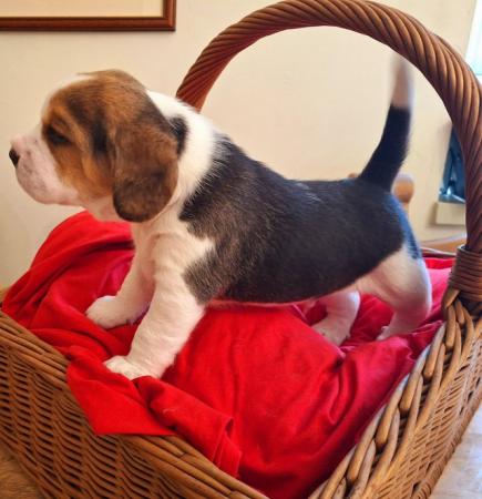Image 15 of 2 BEAUTIFUL (KC REGISTERED) BEAGLE PUPPIES