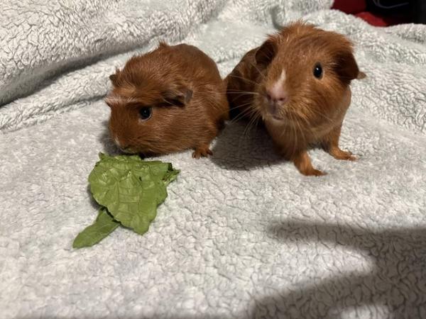 Image 5 of Gorgeous pair of baby female Guinea Pigs