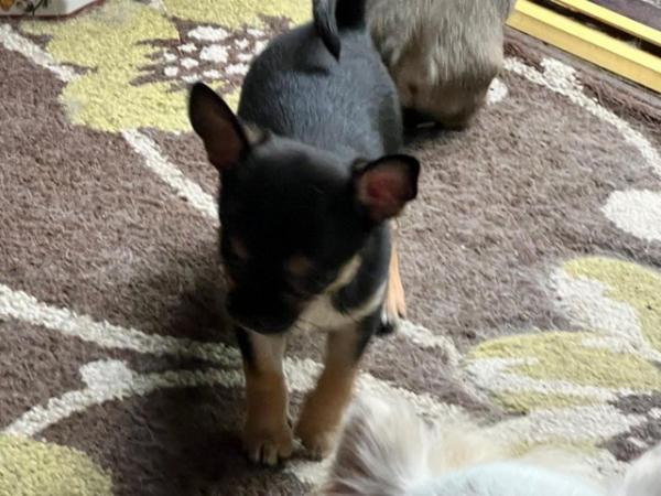 Image 1 of Chihuahua puppy for sale