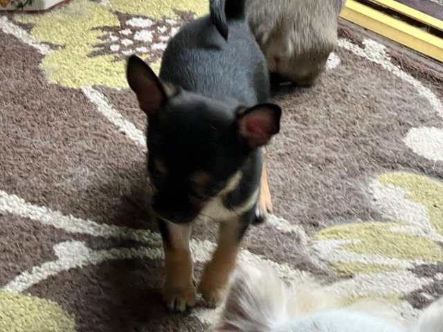 Preview of the first image of Chihuahua puppy for sale.