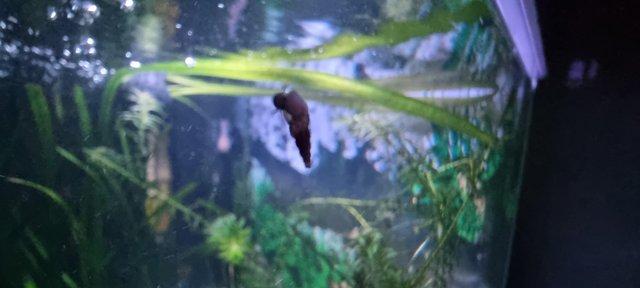 Image 3 of Malaysian Trumpet snails (PRICE IN DESCRIPTION)