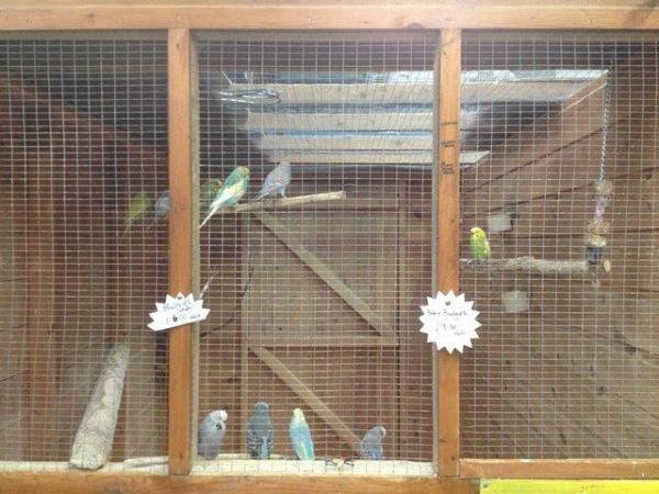 Image 5 of Various Birds (Parakeets/finches/canaries) for sale