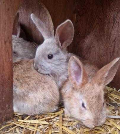 Image 11 of Bunnies looking for loving forever homes