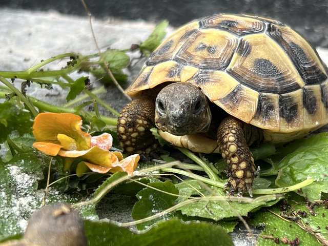Preview of the first image of FOR SALE - LICENSED CAPTIVE BRED TORTOISES Hermanns Tortoise.