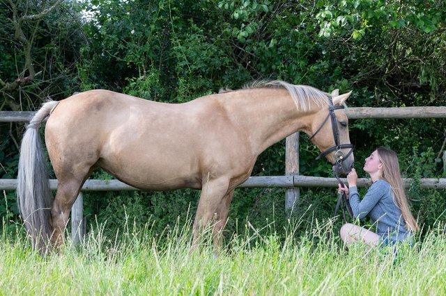 Image 3 of Palamino Welsh Section D x Quarter Horse