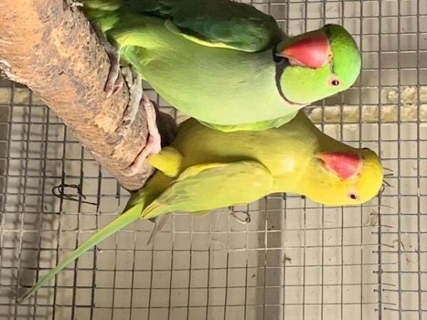 Image 5 of ring necks parrots for sale