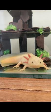Image 2 of Pink Axolotl and Large Glass Tank
