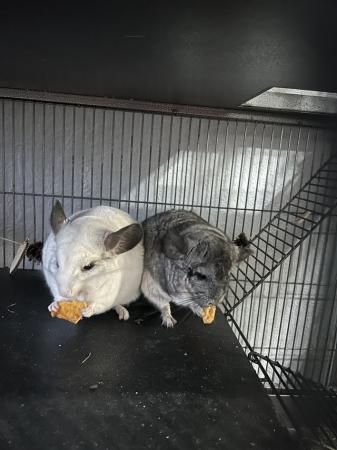 Image 4 of Bonded pair chinchillas with cage