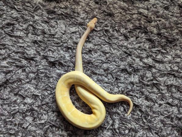 Image 5 of Male albino spider royal python