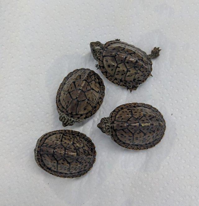 Preview of the first image of Loggerhead Musk Turtles (Sternotherus minor).