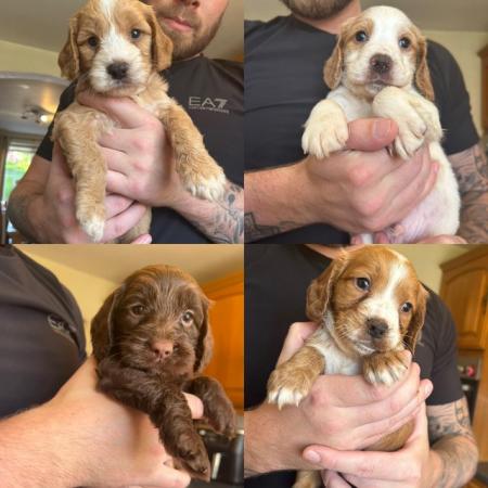Image 34 of Cockapoo puppies- last pup available- now reduced