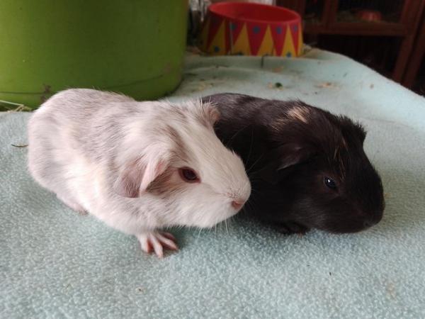 Image 3 of Baby Guinea Pigs from great pet showing stock