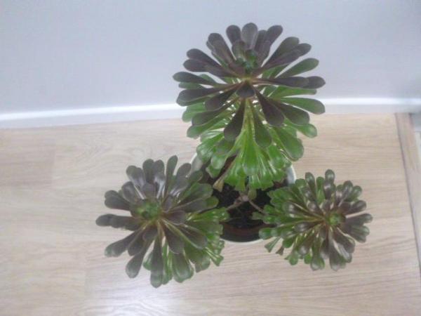Image 2 of Mature Bushy Aeonium Plant, 25ins. Tall,5 Heads, Excellent