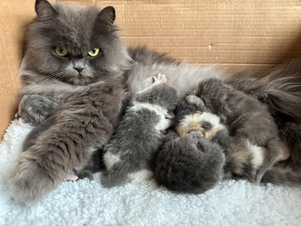 Image 3 of Full Pedigree Blue Persian Kittens