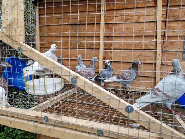 Image 5 of Raceing pigeons for sale