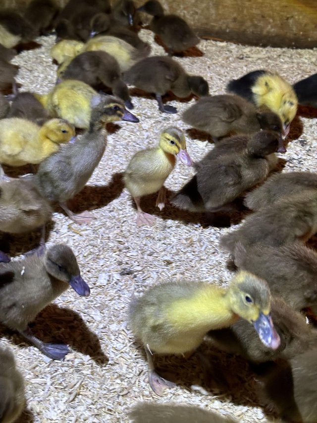 Preview of the first image of Khaki Campbell and Indian runner ducklings.