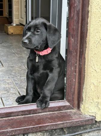 Image 10 of Kc registered Labrador puppies