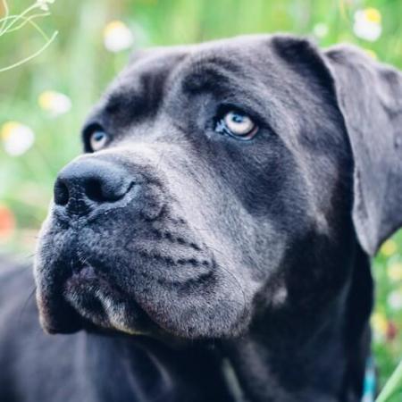 Image 3 of cane corso for rehome is very kind