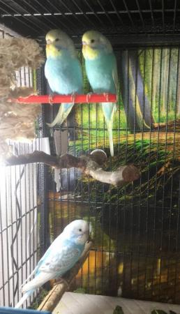 Image 1 of Baby Budgies need new home