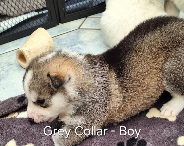 Preview of the first image of Siberian Husky Puppies - ONLY 1 GIRL & 1 BOY LEFT.