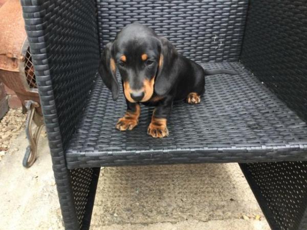 Image 3 of Dachshund puppies for sale