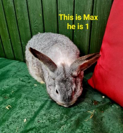 Image 1 of 2 Male rabbits for sale