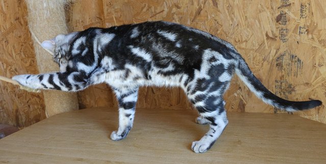 Image 1 of Stunning Silver Marbled Boy Available