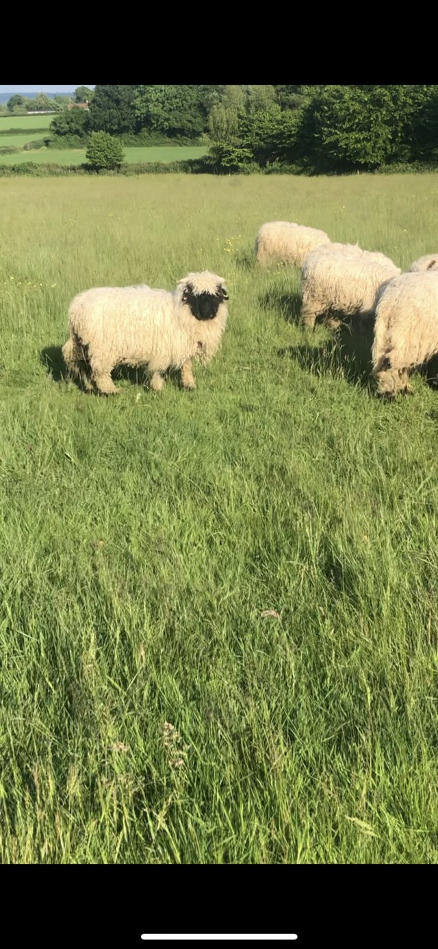 Preview of the first image of Valais blacknose ram for x breeding.