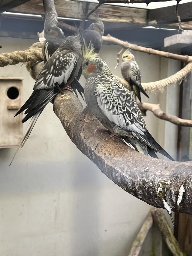 Preview of the first image of 4 young cockatiel for sale.