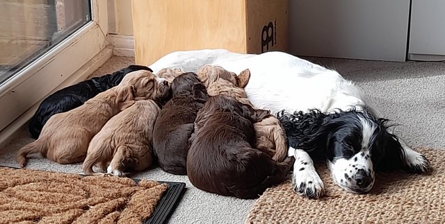 Preview of the first image of Stunning Sprocker Puppies ALL SOLD NOW !!!.