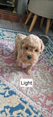 Image 9 of F1b cockapoo puppies for sale
