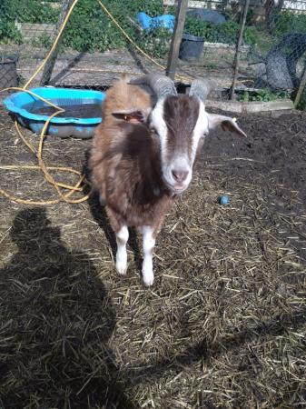 Image 1 of Tagenburg x sanan billy goat