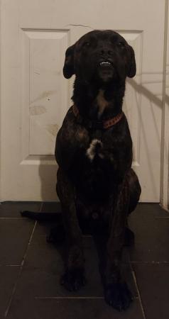 Image 1 of Male cane corso cross. Rehoming fee wanted