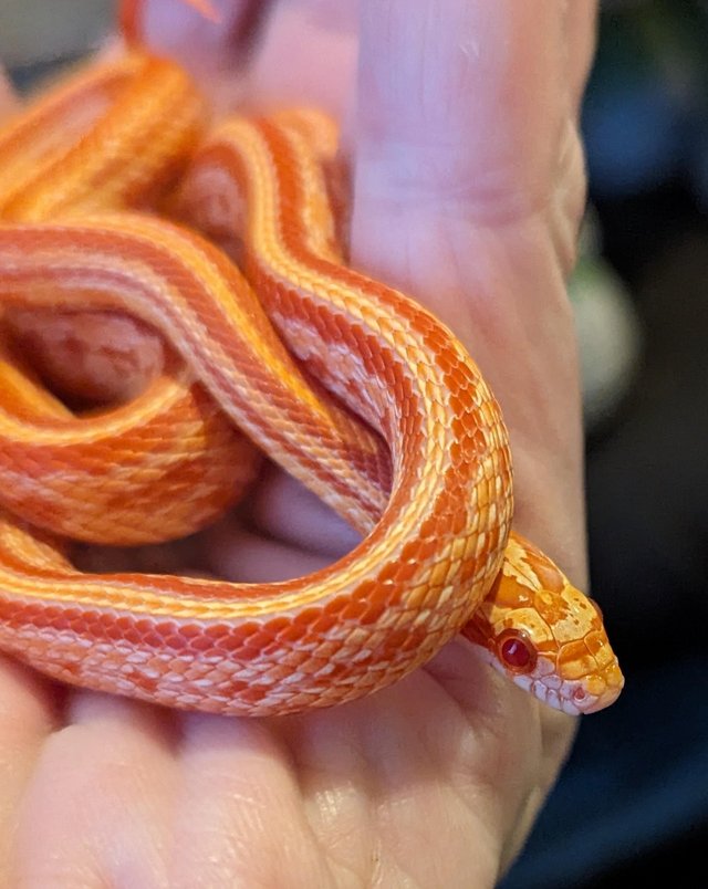 Preview of the first image of Halo Tesseracorn Snakes & Scaleless Corn Snakes.