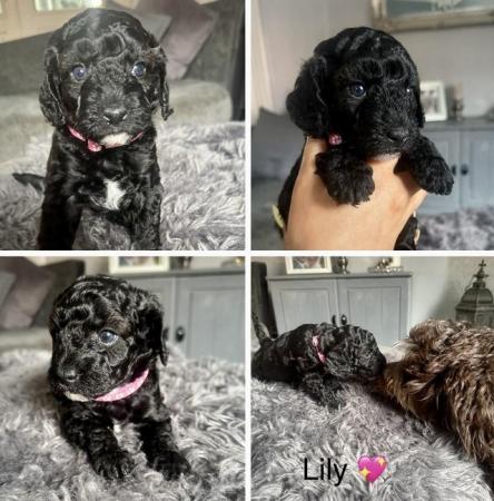 Image 12 of F1B Now only 2 gorgeous cockapoo pups left cockerpoo