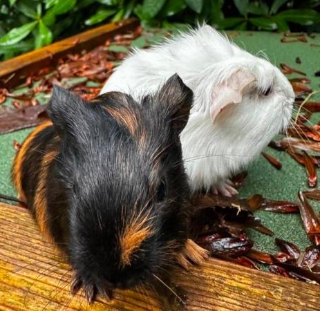 Image 9 of Beautiful baby Guineapigs boys and girls Uckfield