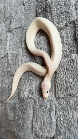 Image 4 of Blue Eyed Leucistic royal python babies