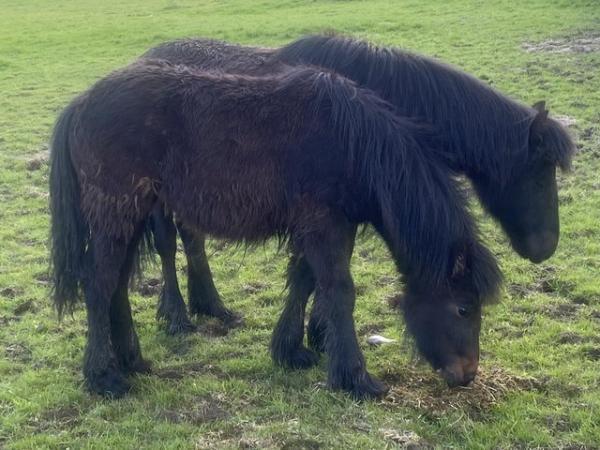 Image 3 of Registered fell pony filly
