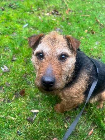 Image 5 of Black and Tan Lakeland terrier bitch for sale