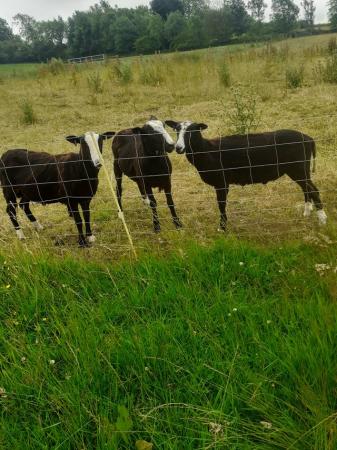 Image 2 of Pure bred Zwartbles shearling rams