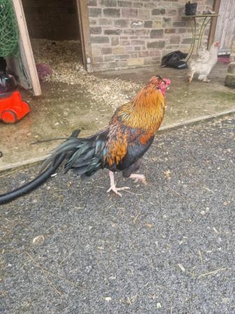 Image 1 of Approx 8 m cockerel looking for own hens good home only