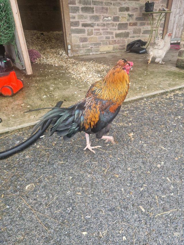 Preview of the first image of Approx 8 m cockerel looking for own hens good home only.